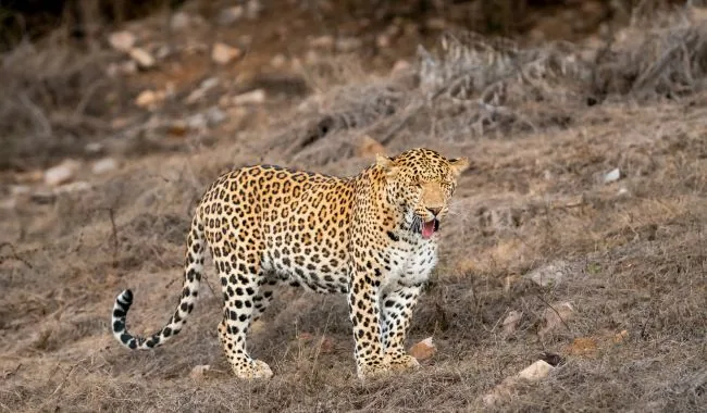 Jawai Safari