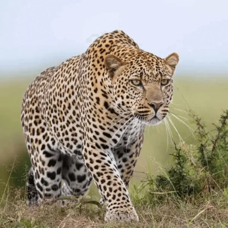 Jawai leopard safari (1)