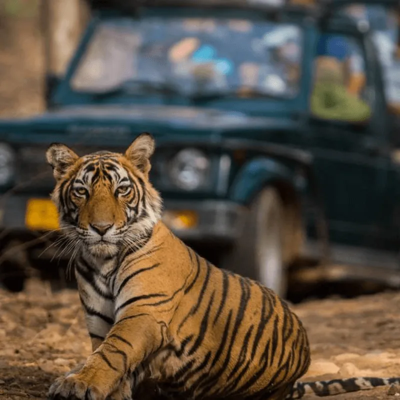 Kumbhalgarah safari