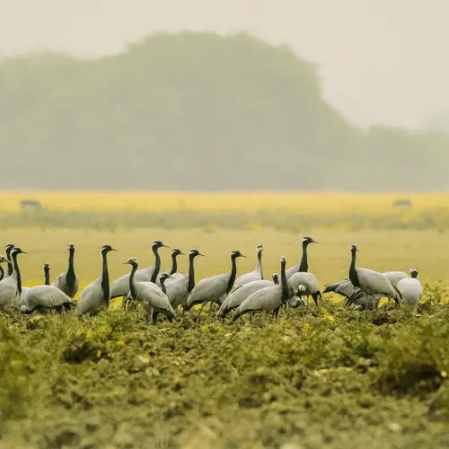 Tal Chhapar Sanctuary