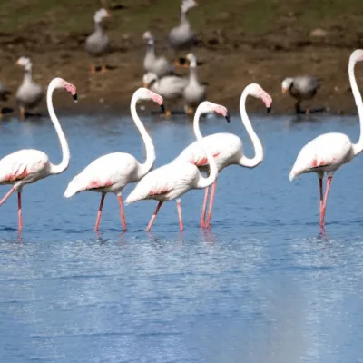 Jawai bird valley