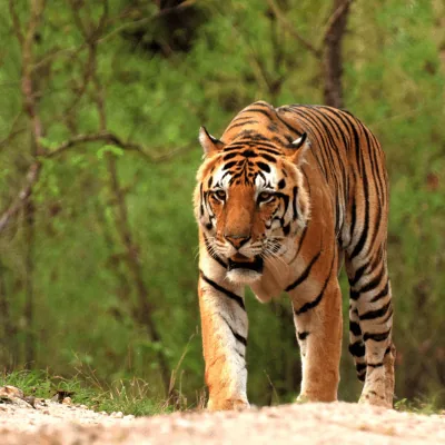Kumbhalgarah safari