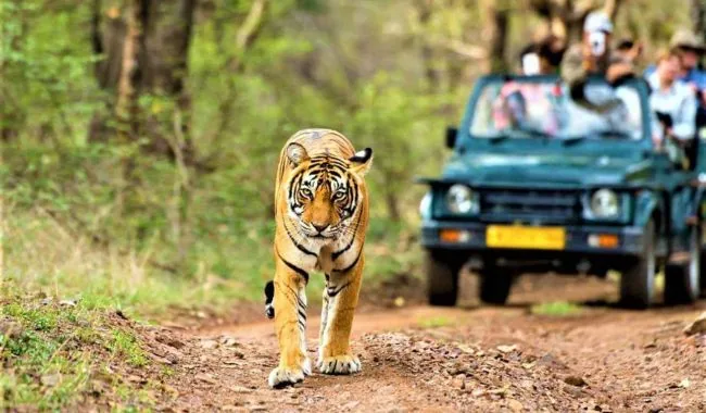 Udaipur Safari