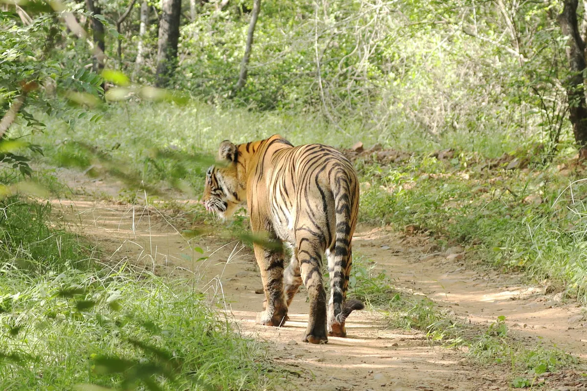 Tiger on a forest track in Ranthambore – Jaipur to Ranthambore taxi service