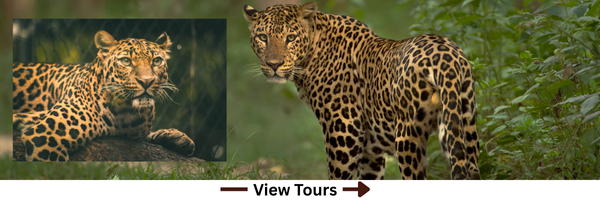 Rajasthan Tour Packages from Ranthambore- Rajasthan Route Cabs