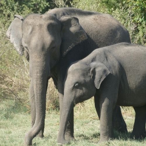 Elephant Safari Img